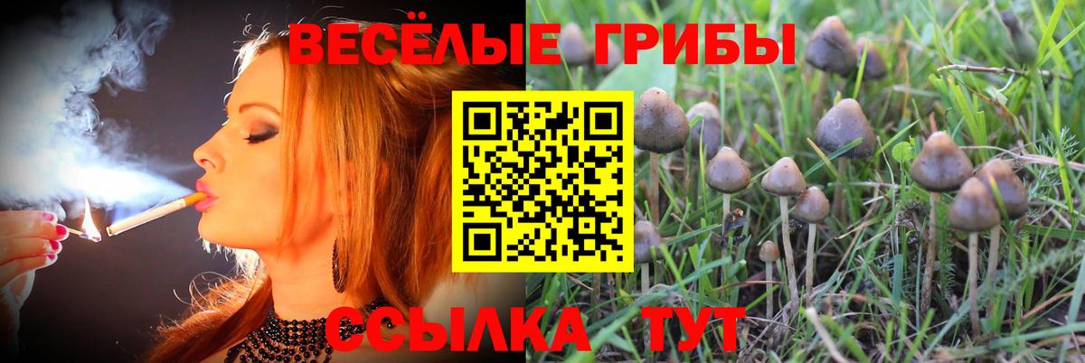 Котовск  закладки  Вход с VPN  Галлюциногенные грибы MAGIC MUSHROOMS  Галлюциногенные грибы Psilocybine cubensis 